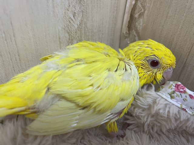サザナミインコ