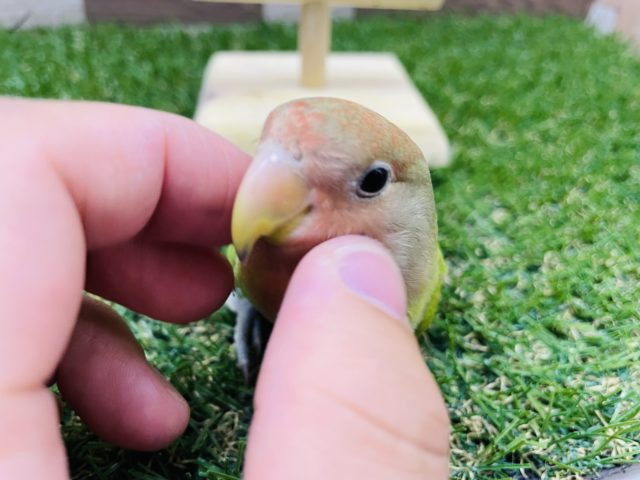 コザクラインコ（小桜インコ）