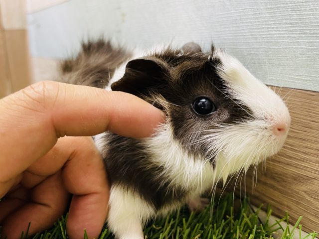 アビシニアンモルモット