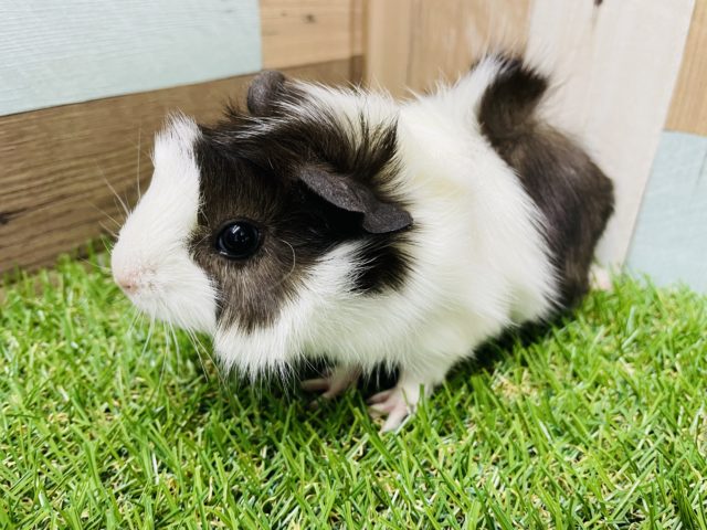 アビシニアンモルモット