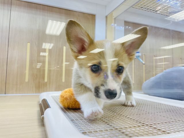 ウェルシュコーギー・ペンブローグ