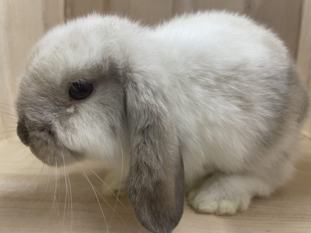 ホーランドロップ