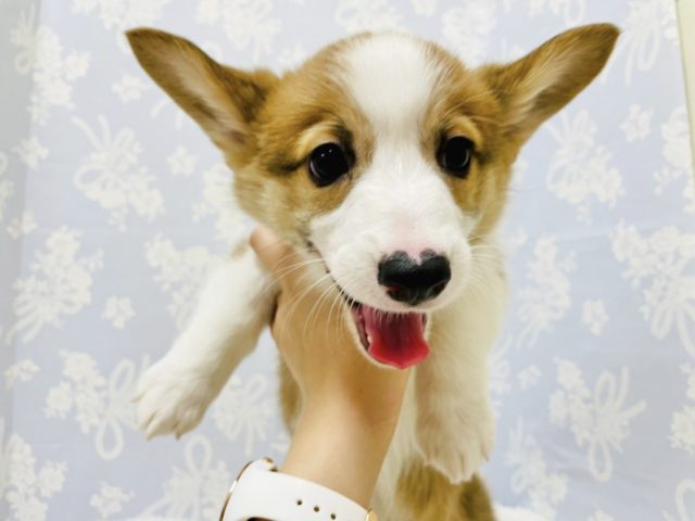 ウェルシュコーギー・ペンブローグ