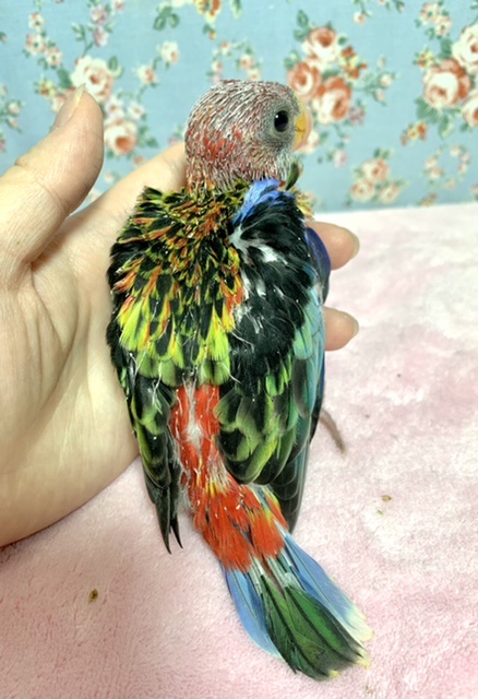 ナナクサインコ（七草インコ）