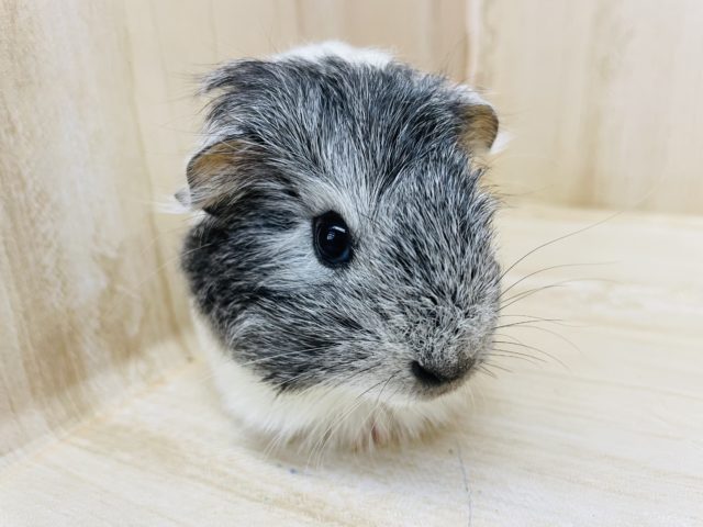 ペルビアンモルモット