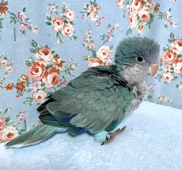 オキナインコ