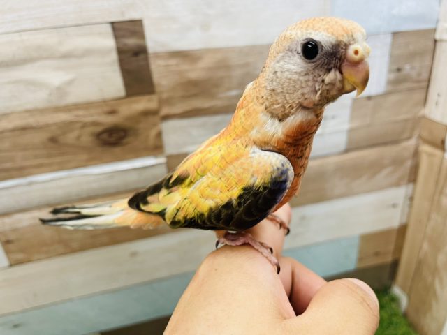 アキクサインコ（秋草インコ）