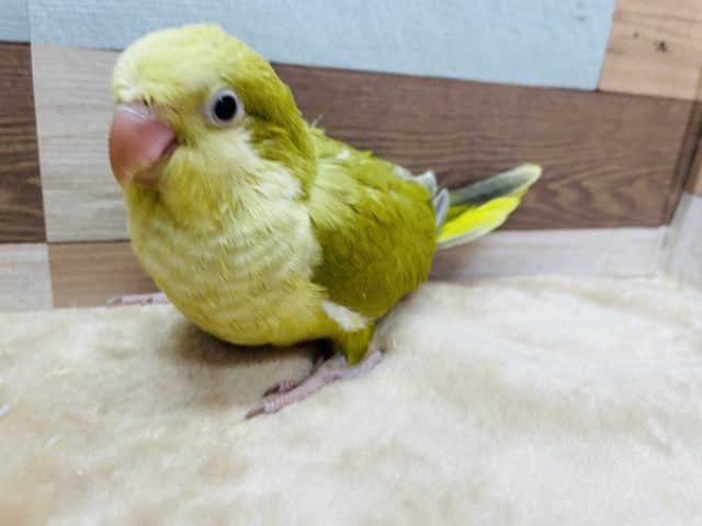 オキナインコ