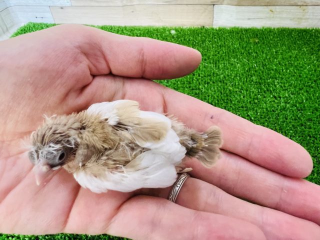 錦花鳥（キンカチョウ）