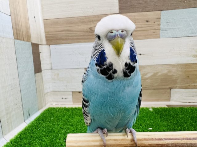 ジャンボセキセイインコ