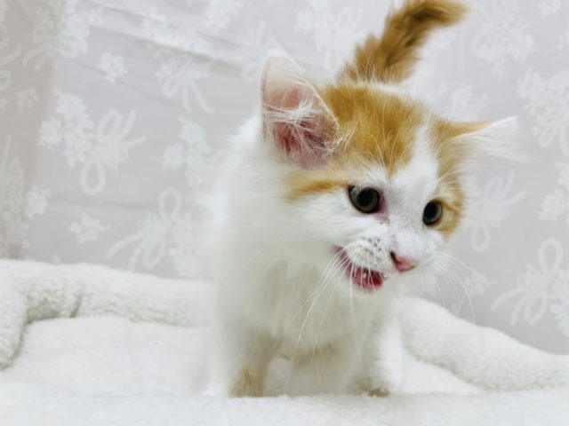 超が付くほどの甘えん坊✨サイベリアンちゃん! サイベリアン