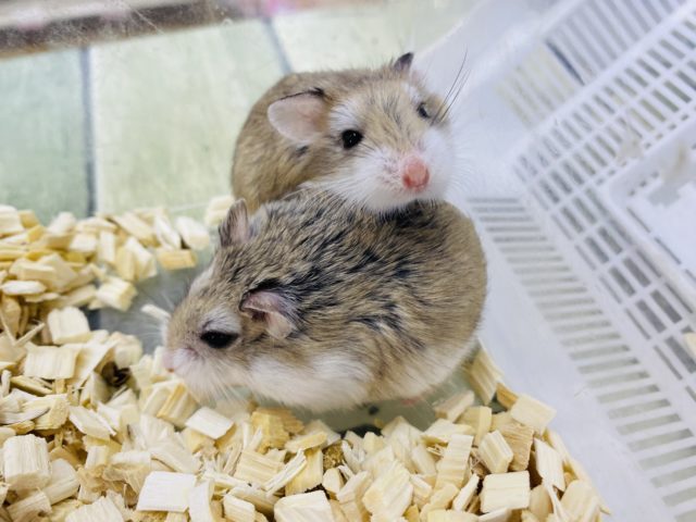  ロボロフスキーハムスター