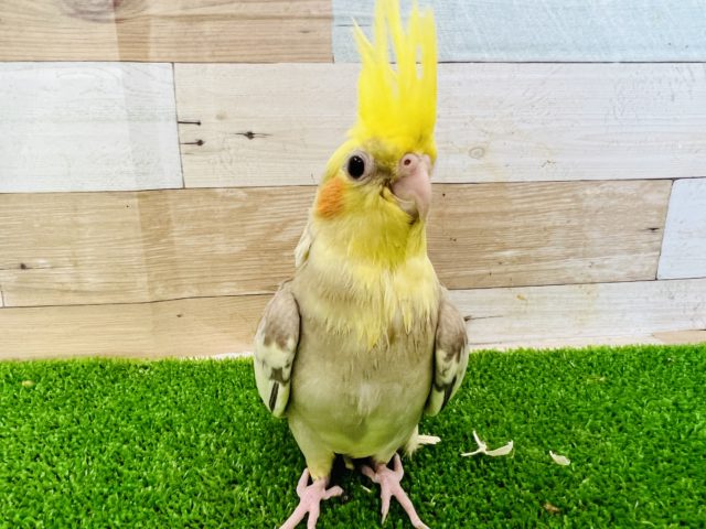 オカメインコ