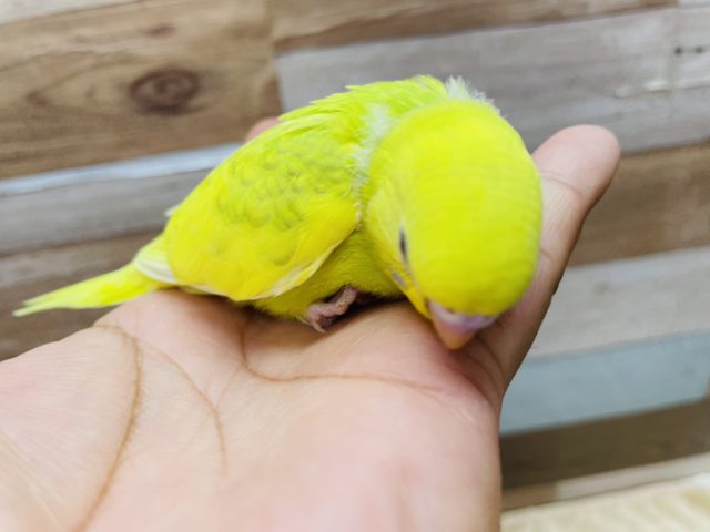 セキセイインコ