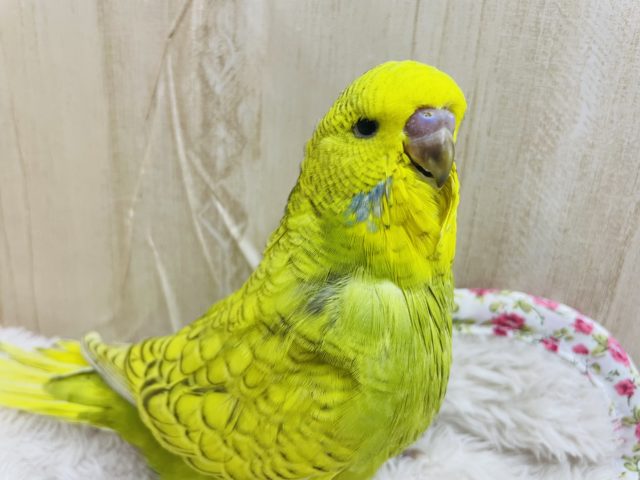 ジャンボセキセイインコ