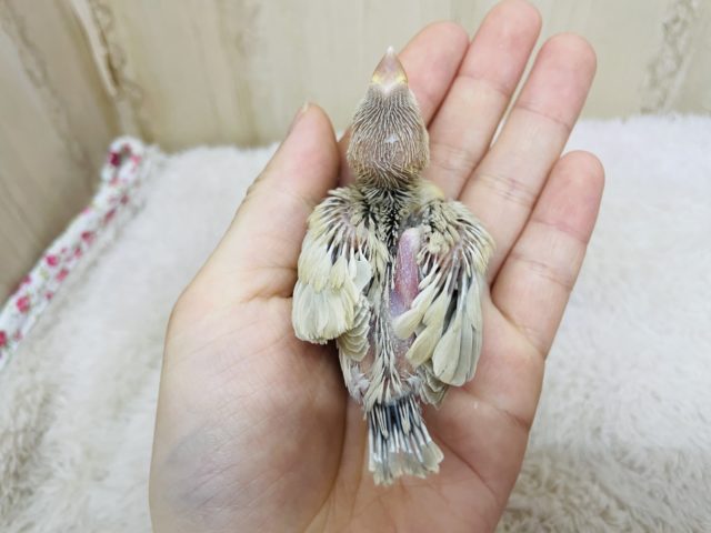 シナモン文鳥