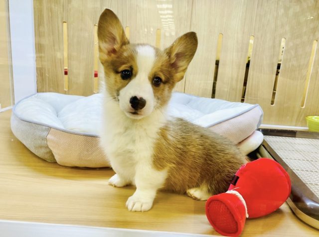 ウェルシュコーギー・ペンブローグ