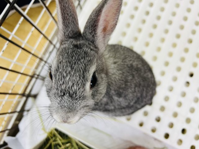 ネザーランドドワーフ