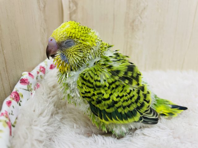 セキセイインコ