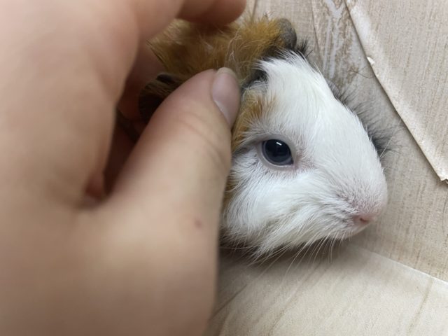 アビシニアンモルモット