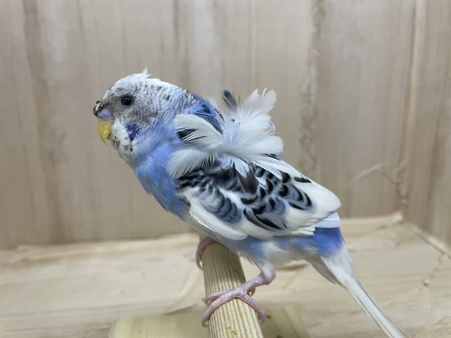 羽衣セキセイインコ