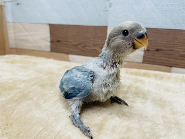 コザクラインコ（小桜インコ）