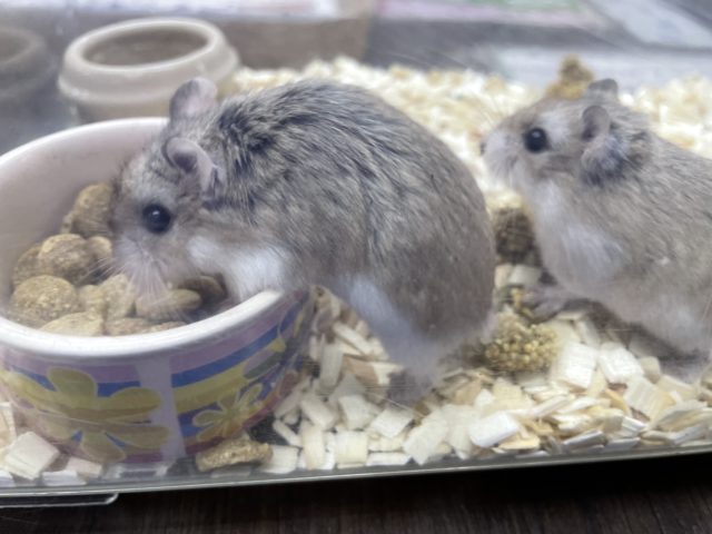 ロボロフスキーハムスター