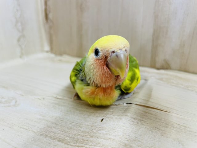 コザクラインコ（小桜インコ）