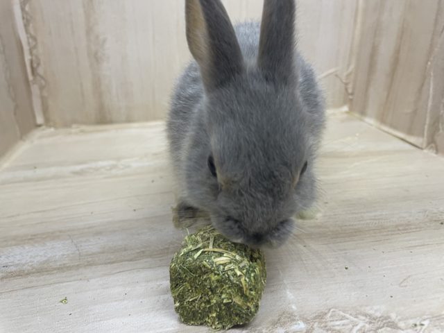 ネザーランドドワーフ