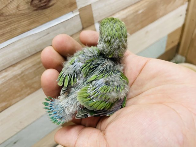コザクラインコ（小桜インコ）