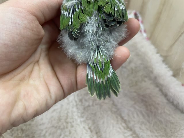 アサギリインコ