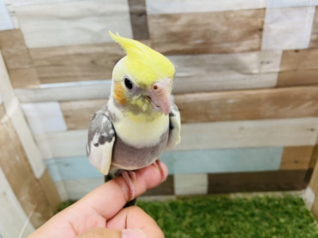 オカメインコ