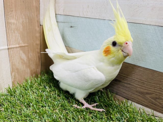 オカメインコ