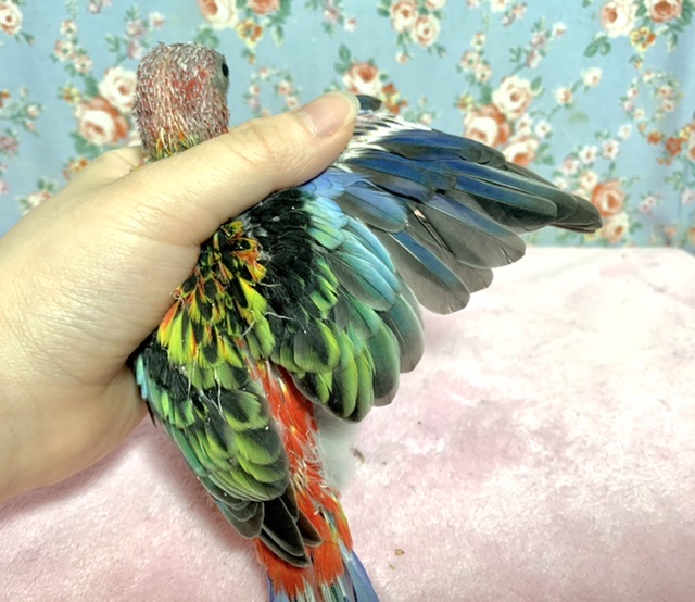 ナナクサインコ（七草インコ）
