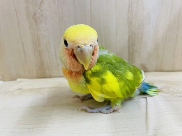 コザクラインコ（小桜インコ）