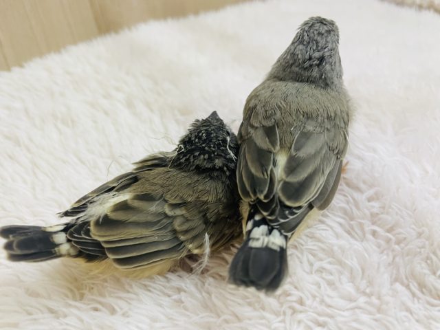 錦花鳥（キンカチョウ）