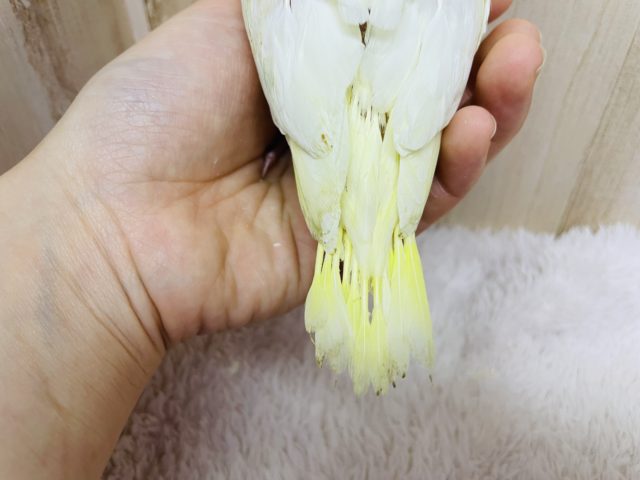オカメインコ