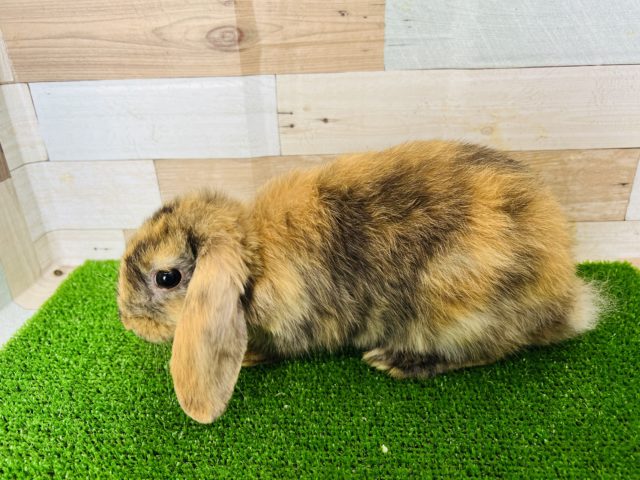 ロップイヤーラビット