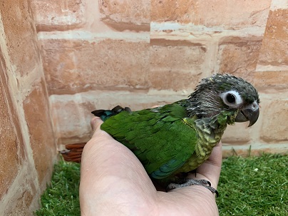 べたなれ♡ウロコインコがやってきた! ホオミドリウロコインコ