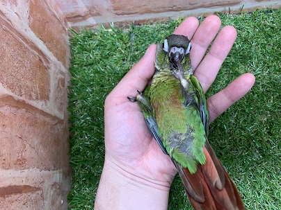 べたなれ♡ウロコインコがやってきた! ホオミドリウロコインコ