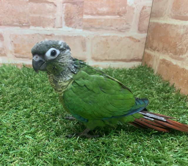 べたなれ♡ウロコインコがやってきた! ホオミドリウロコインコ