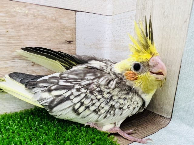 オカメインコ