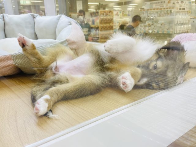 シェットランドシープドッグ（シェルティ）