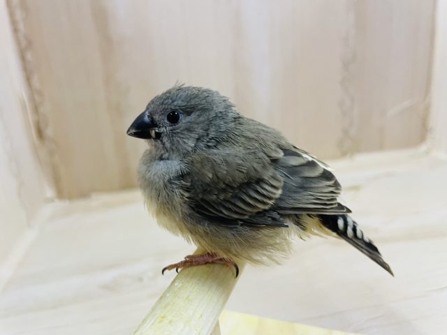 錦花鳥（キンカチョウ）