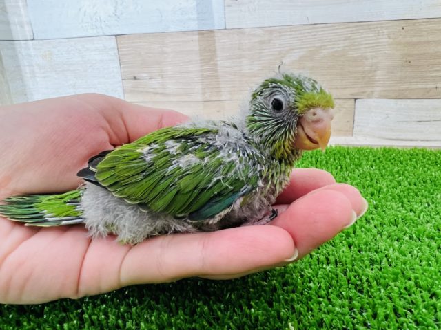 アサギリインコ