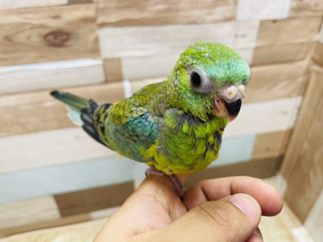 ビセイインコ（美声インコ）