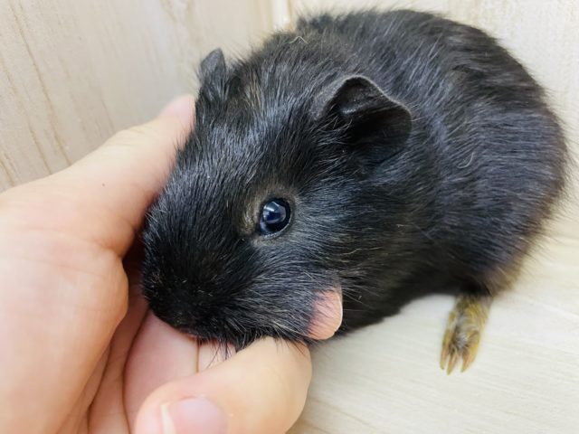 イングリッシュモルモット