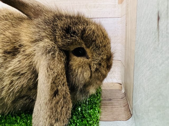 ロップイヤーラビット
