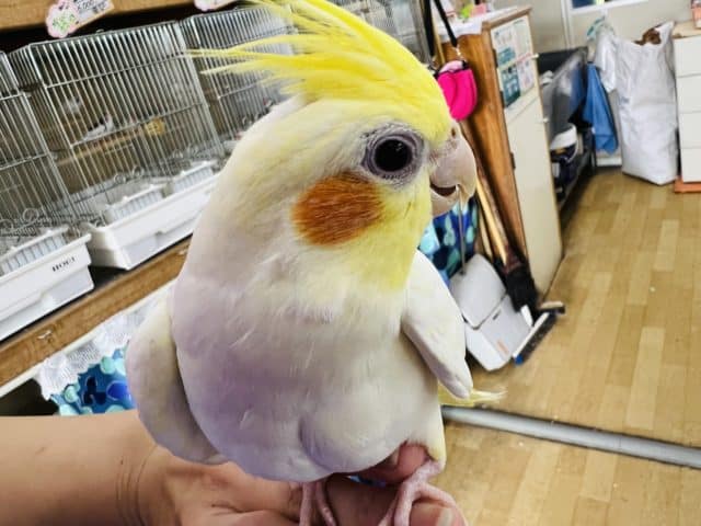 オカメインコ