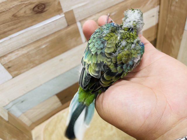 ビセイインコ（美声インコ）